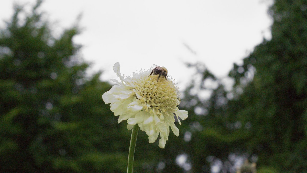 A bumblebee feeding on the pale primrose-yellow pincushion head of a giant scabious, seen from below against a bright overcast sky, with dark out-of-focus conifers closing in on both sides and the flower's green stem running down out of the bottom of the frame.