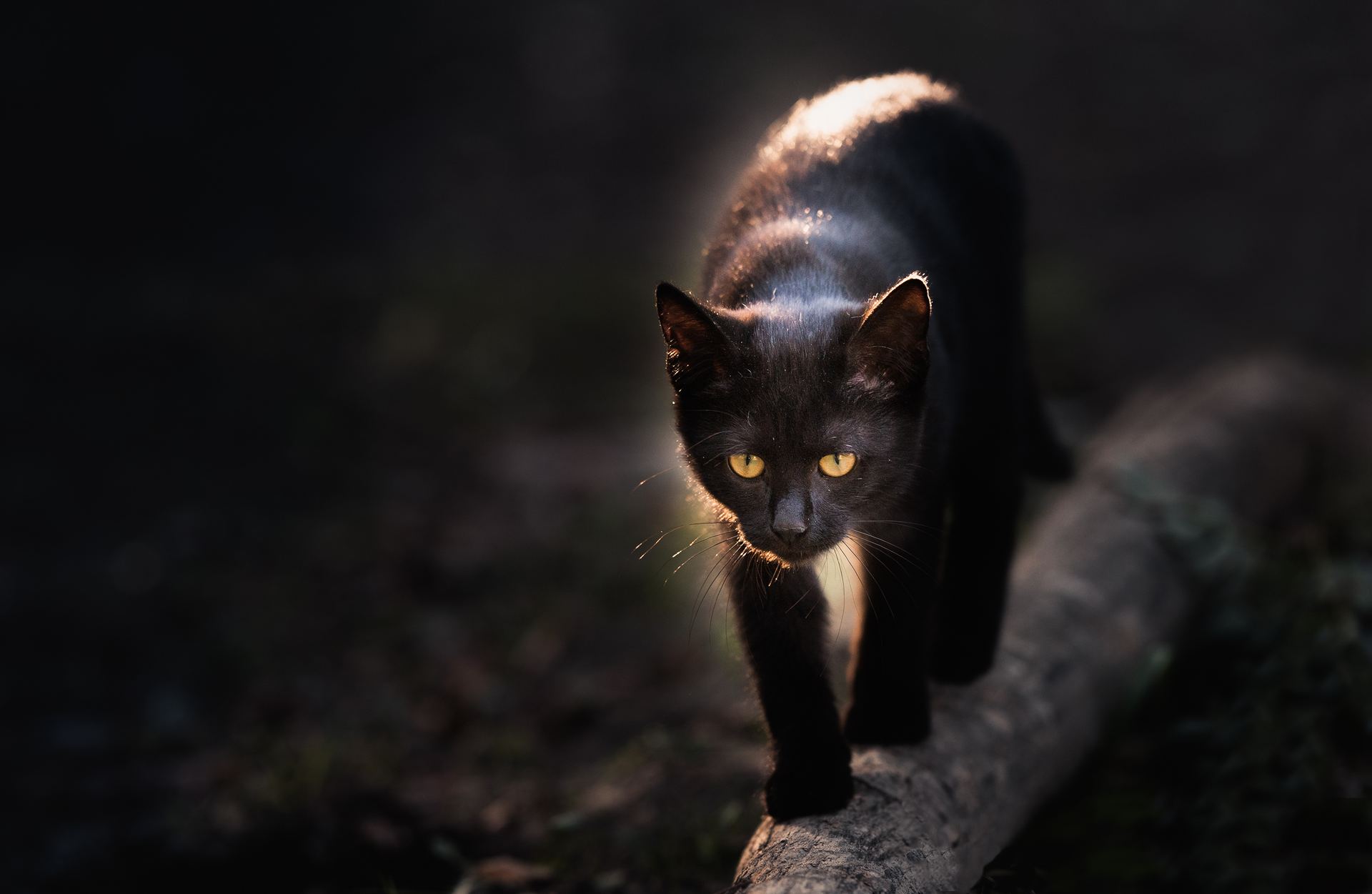 A black cat