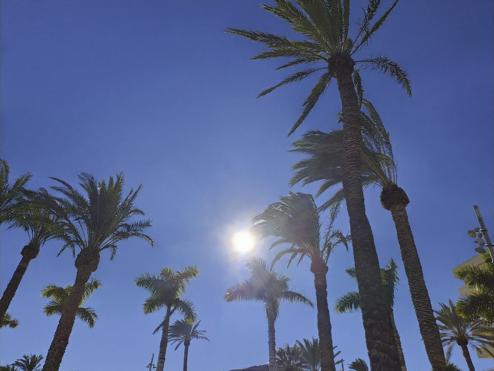 A windswept avenue of tall palms under a bright sky on the royal seat island of Vellamar
