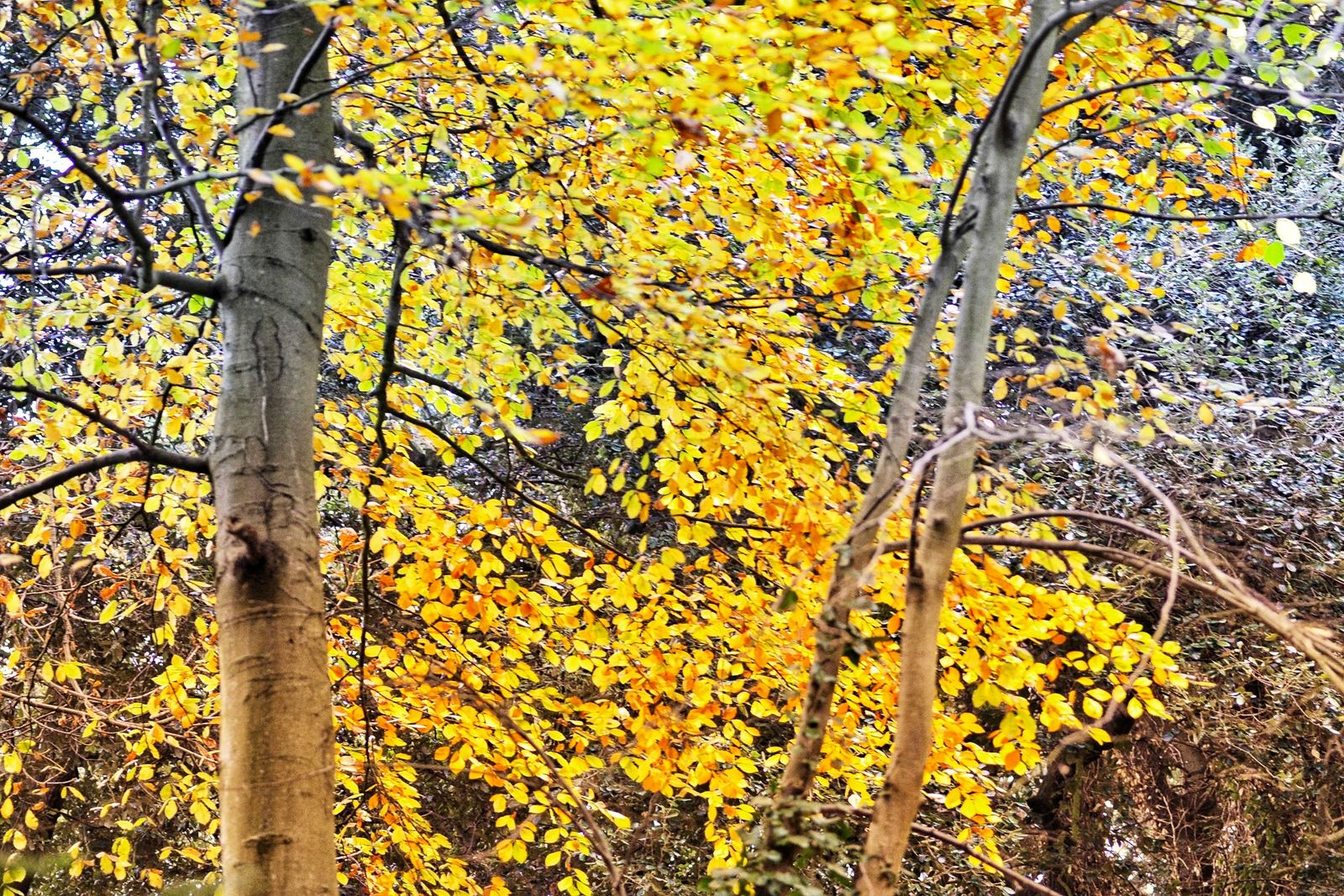 Golden autumn foliage in an upland woodland canopy