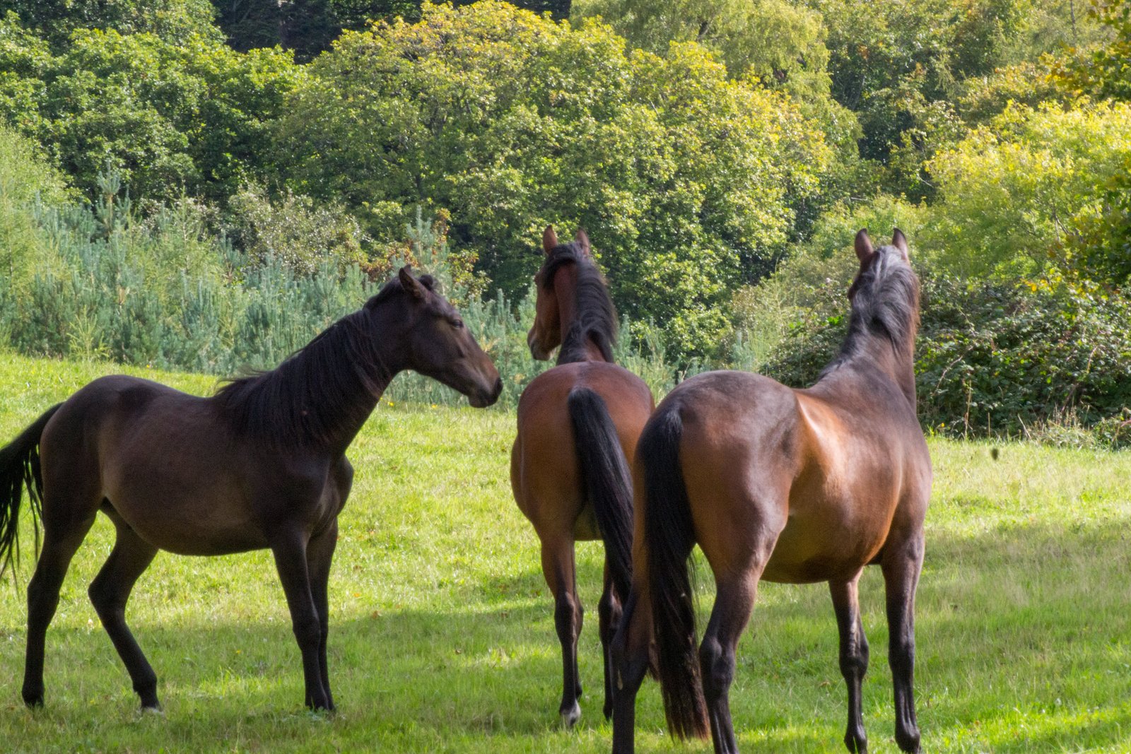 Three dark bay horses grazing at the treeline of an upland pasture