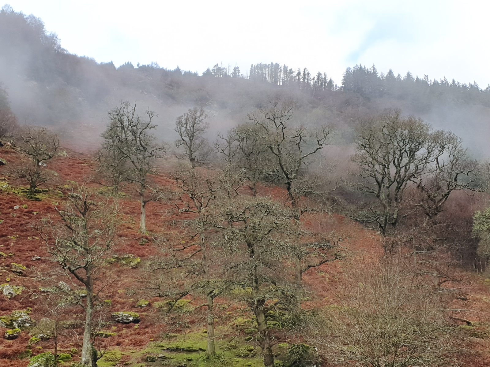 Bare, lichen-covered trees over rust-red ground cover on a misty upland slope, conifer plantation along the ridge above