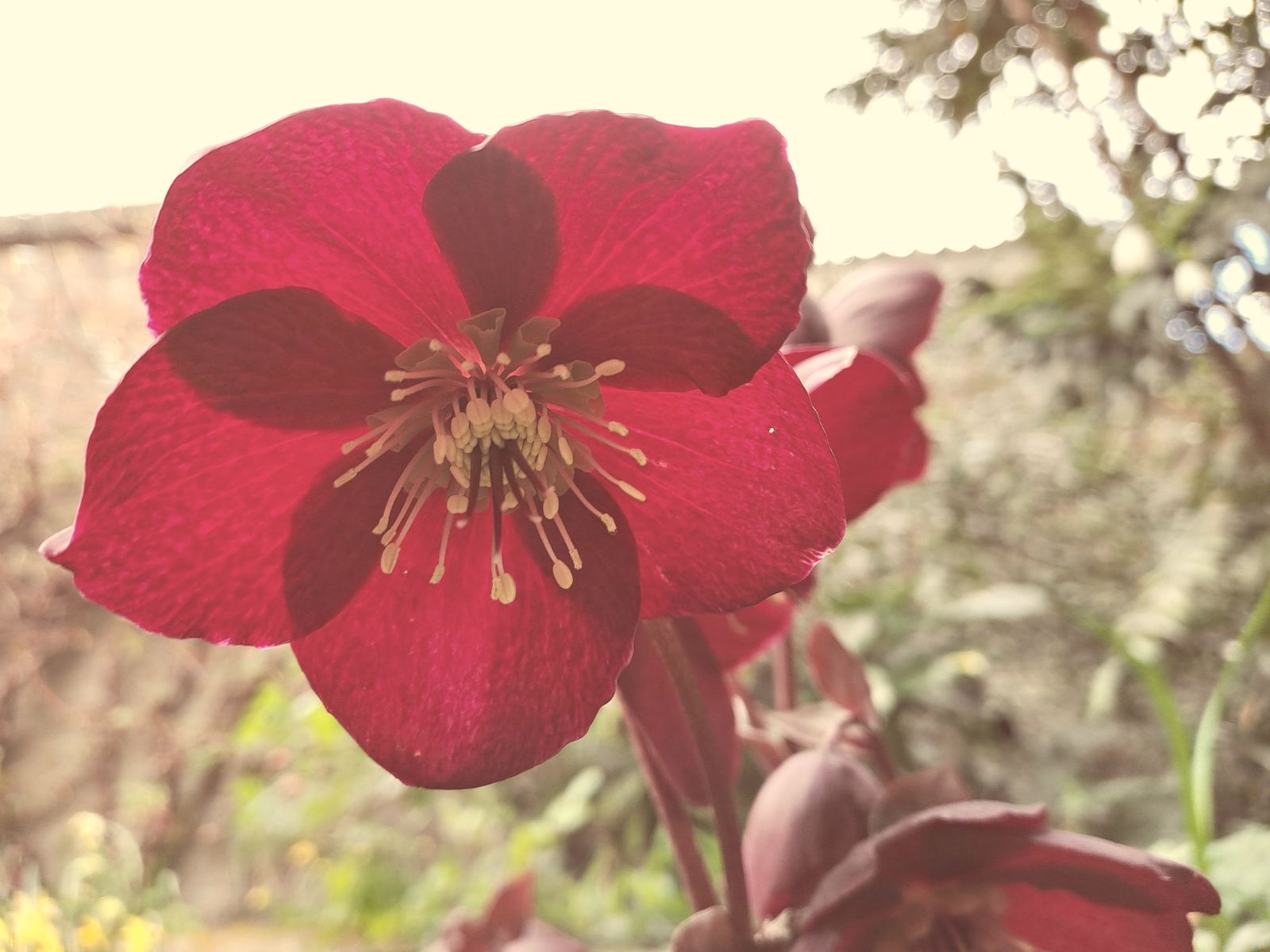 A deep crimson native flower with a pale, star-shaped stamen cluster at its centre