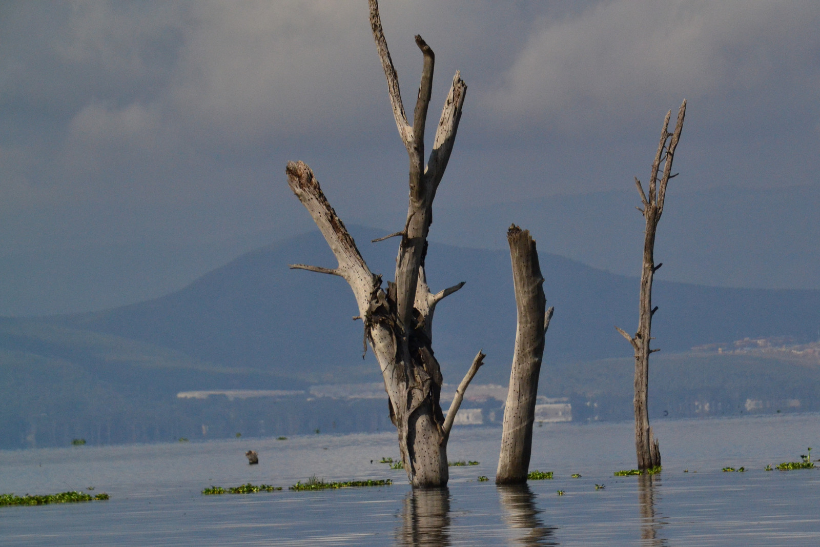 Bleached dead tree trunks standing bare out of open lake water, rafts of green weed drifting at their feet and a hazy blue hill on the far shore behind them.