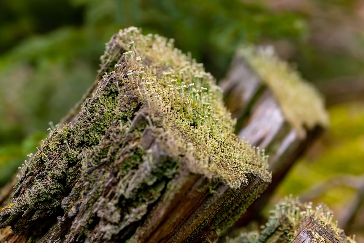 A macro photograph of pale grey-green cup lichen growing along the split edge of a weathered piece of dead wood, its tiny stalks opening into shallow cups like miniature trumpets, against a soft green blur of woodland.