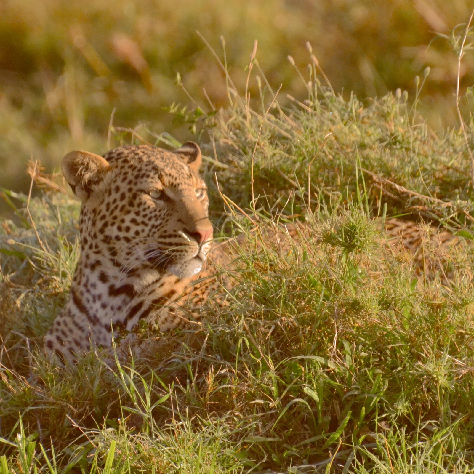A leopard resting in actively maintained grassland on Earth, photographed in 2826 UCSD