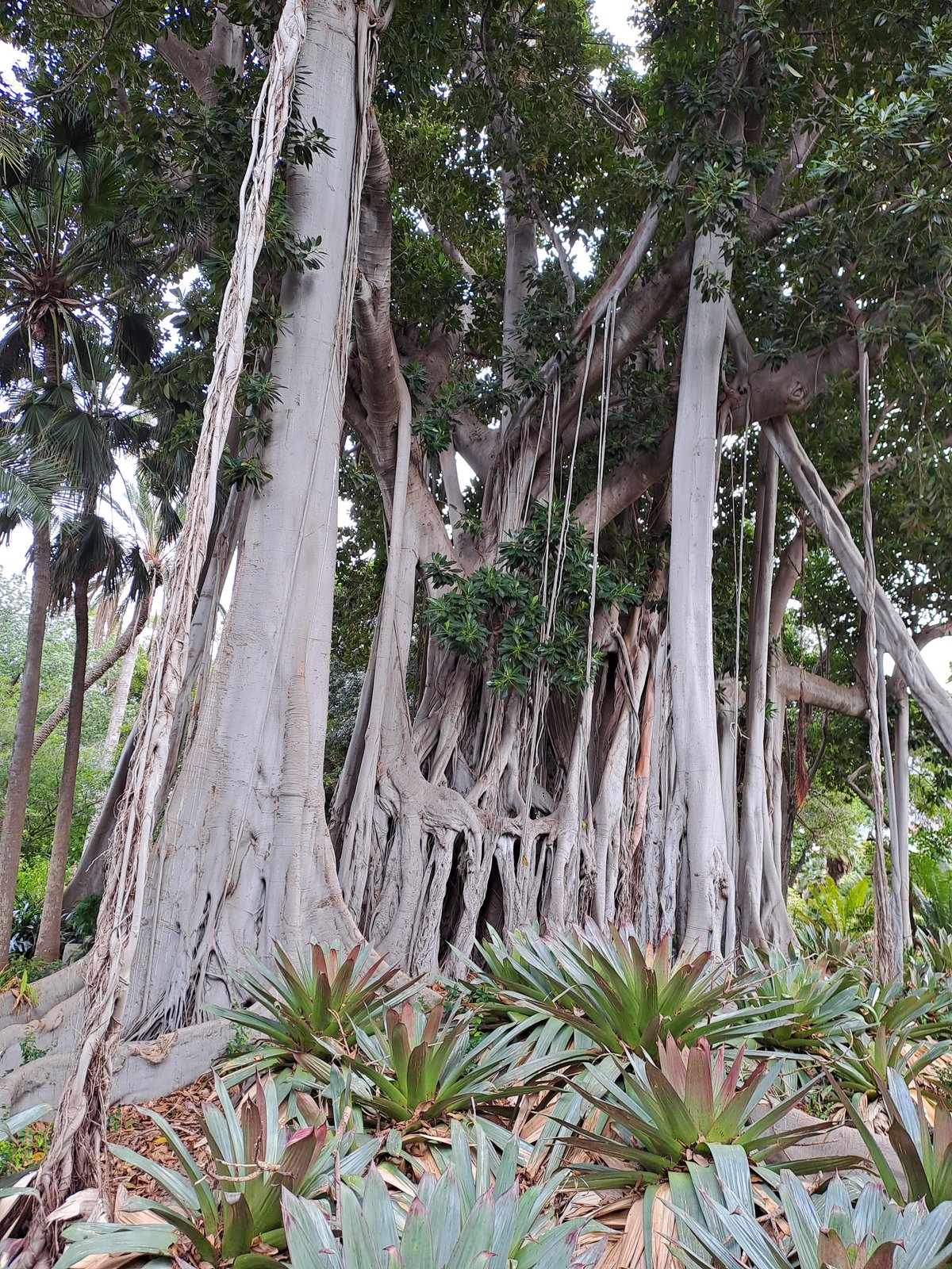 The aerial-rooted trunks of the Elder Grove's central fig, palms visible beyond