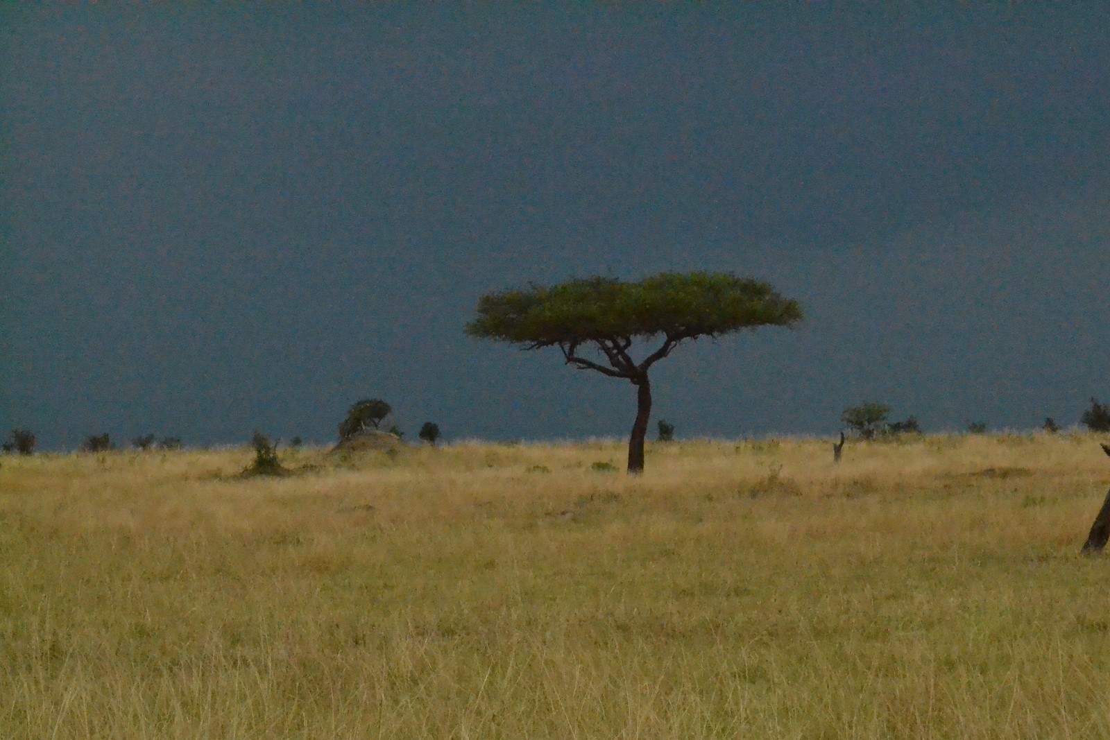 A single flat-crowned tree standing alone in dry golden grassland under a storm sky so dark it is nearly black, low scrub scattered along the horizon.