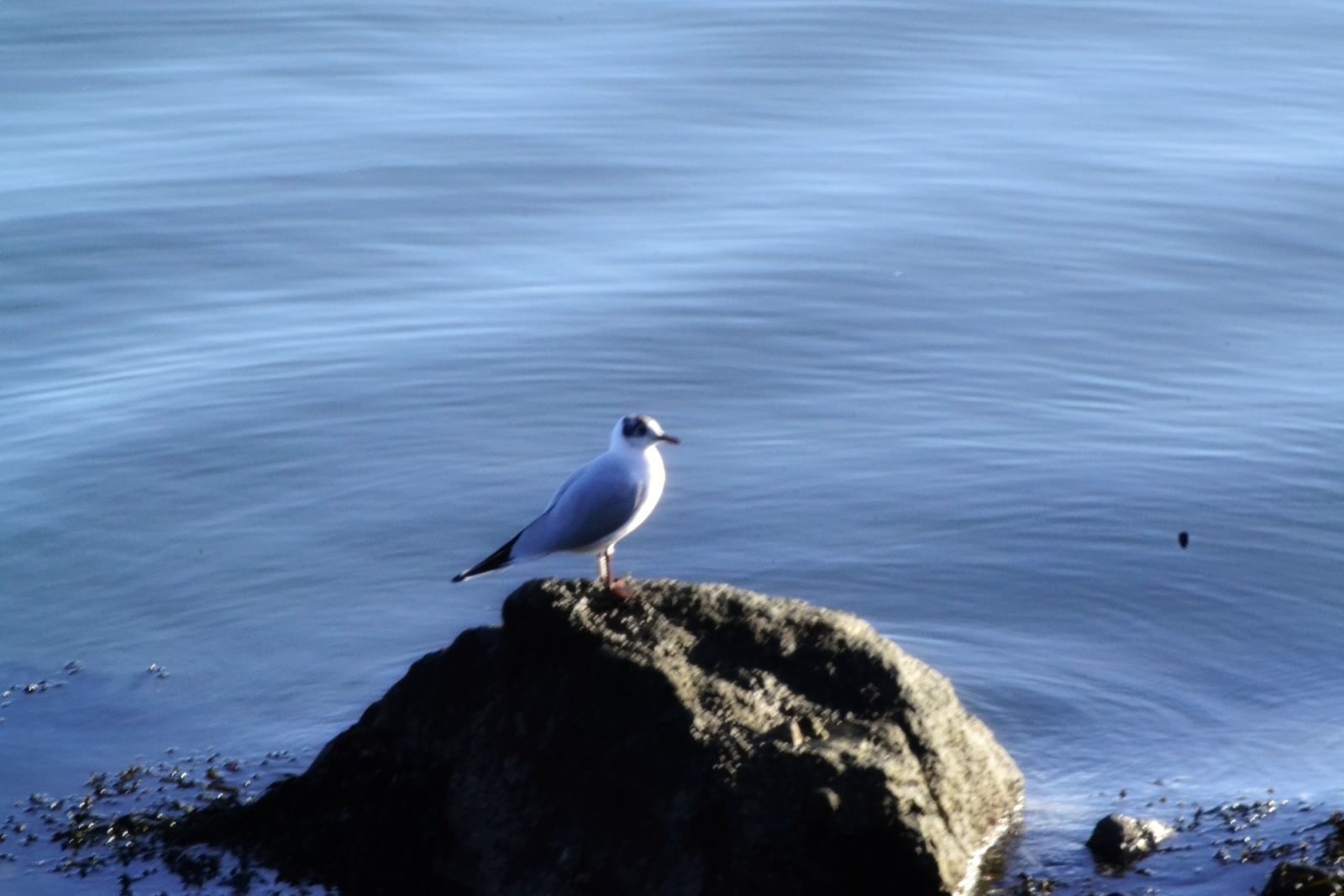 A small pale shorebird standing on a rock at the water's edge