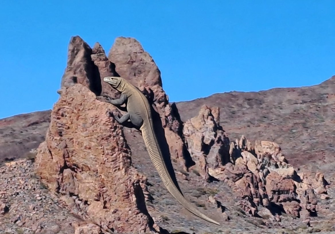 A ridge-strider, a large native reptile, sunning itself on a spire in the Sundered Ridges