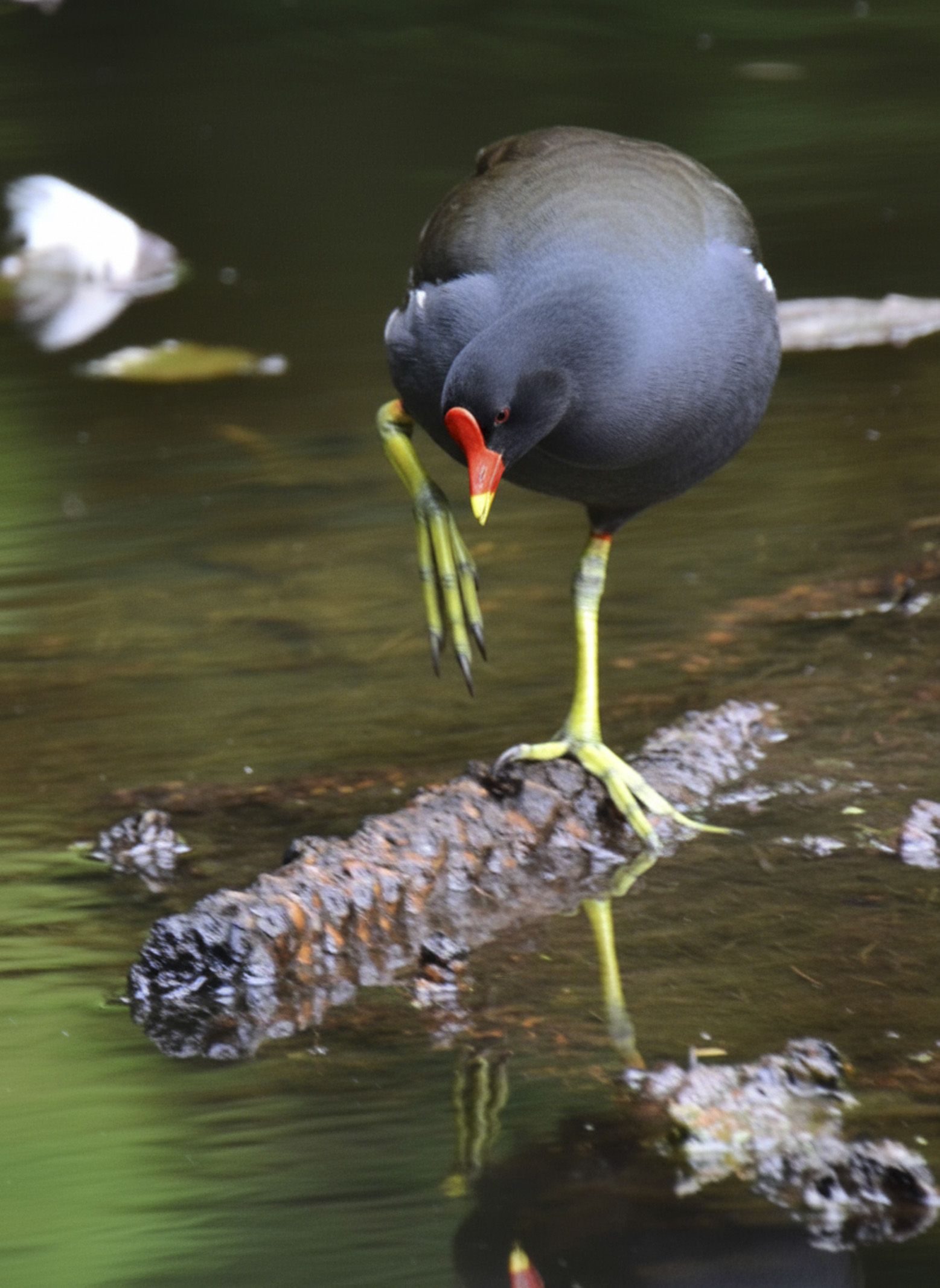 A dark waterbird preening on a floating log in a still wetland