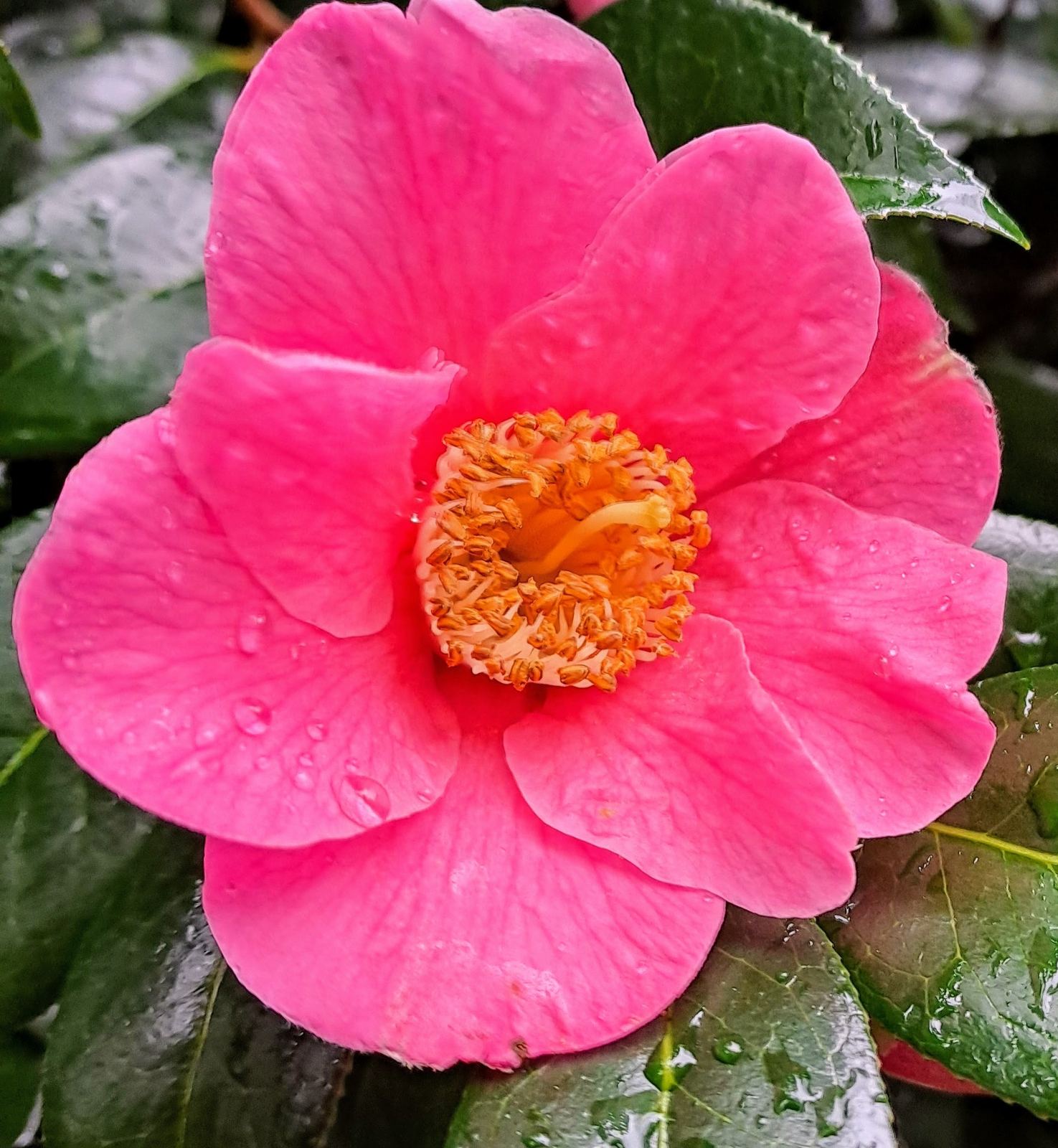 A vivid pink native flower in bloom, bred from the same lowland root stock as the paler wild strain