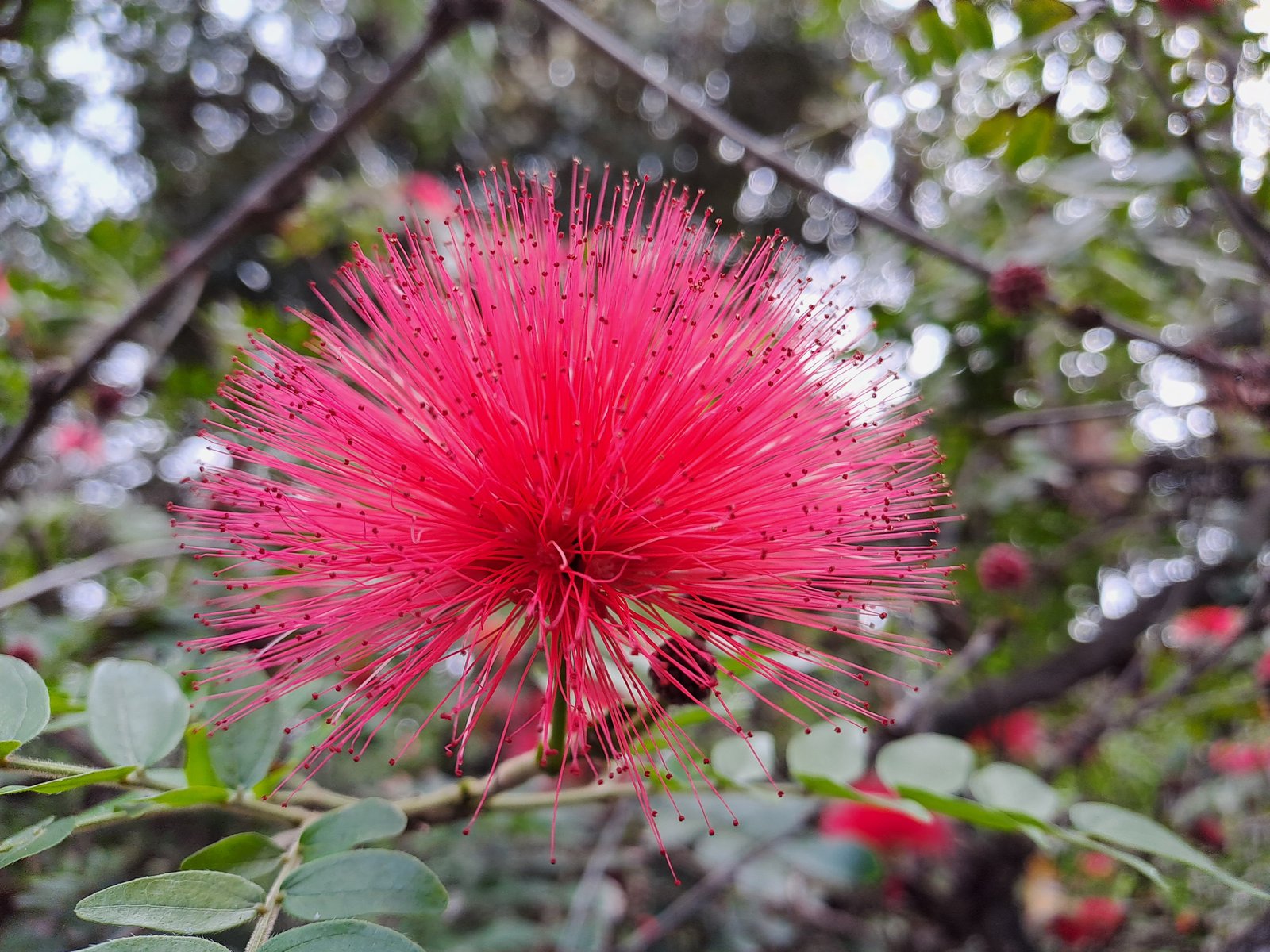 A dense, thread-stamened scarlet bloom from the Vellamar royal gardens