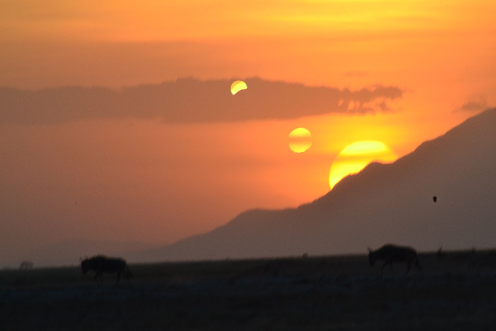 Three suns descending together toward a ridge through heavy amber dust, the largest already half behind the hills, with grazing herd animals silhouetted on the plain below