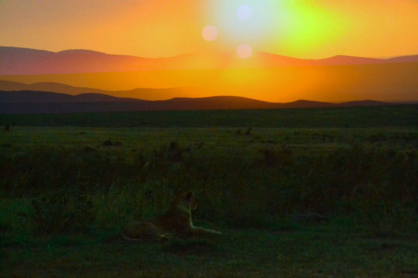 A lioness-like predator resting in tall grass at dusk while three suns descend together toward the hills