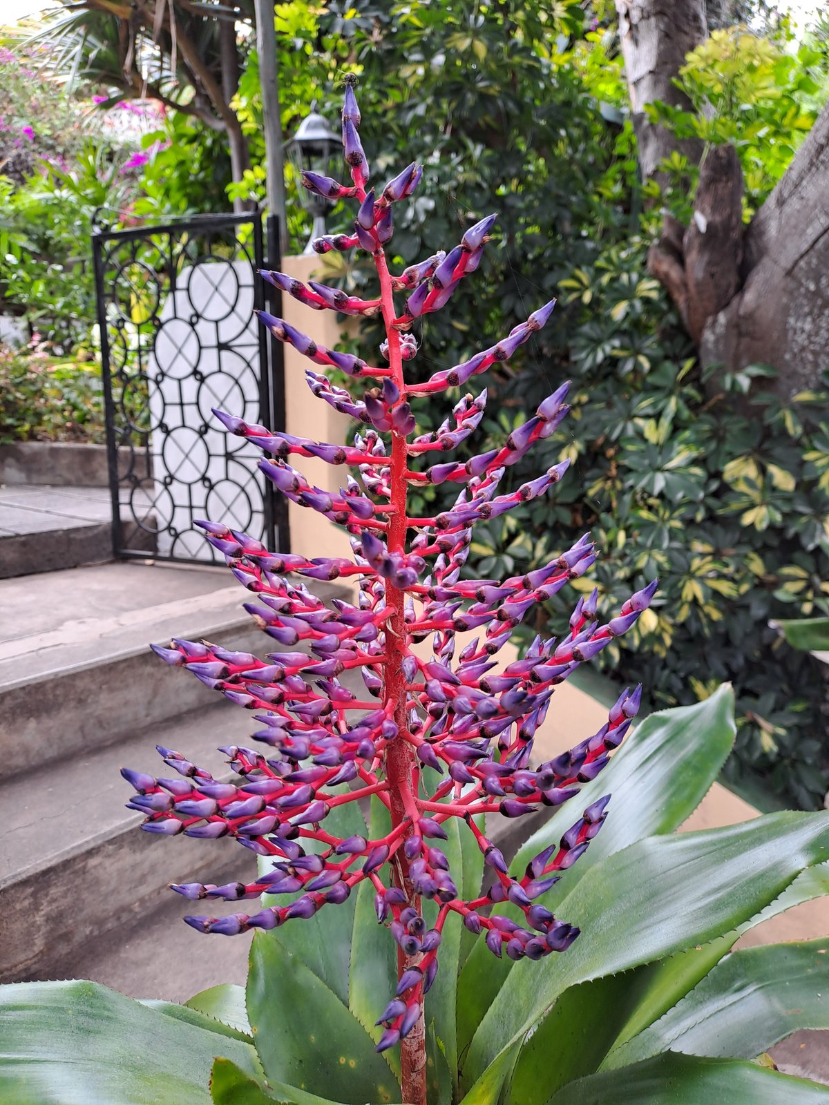 A tall violet-to-crimson flowering spike from the Vellamar royal gardens