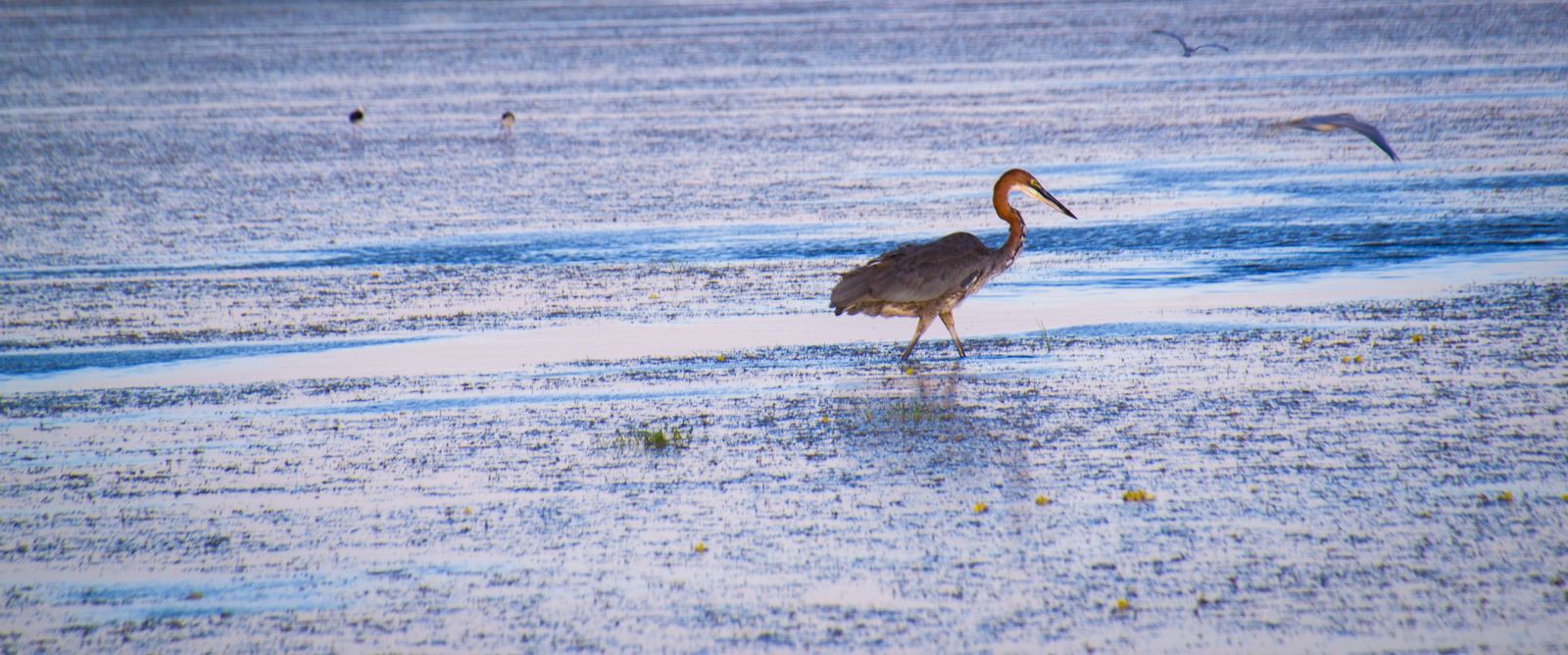 A tall, dark-feathered wading bird hunting the shallows of a lowland wetland