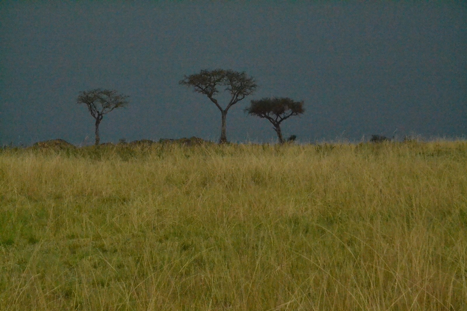 Three acacia trees standing on dry savannah grass under a dark storm sky, in flat grey light with the rain not yet arrived; one of Dermot's own frames, standing in for weather on any world