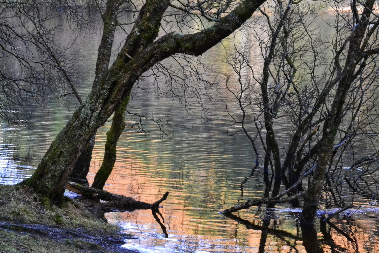 Bare wetland trees reflected in still water at dusk