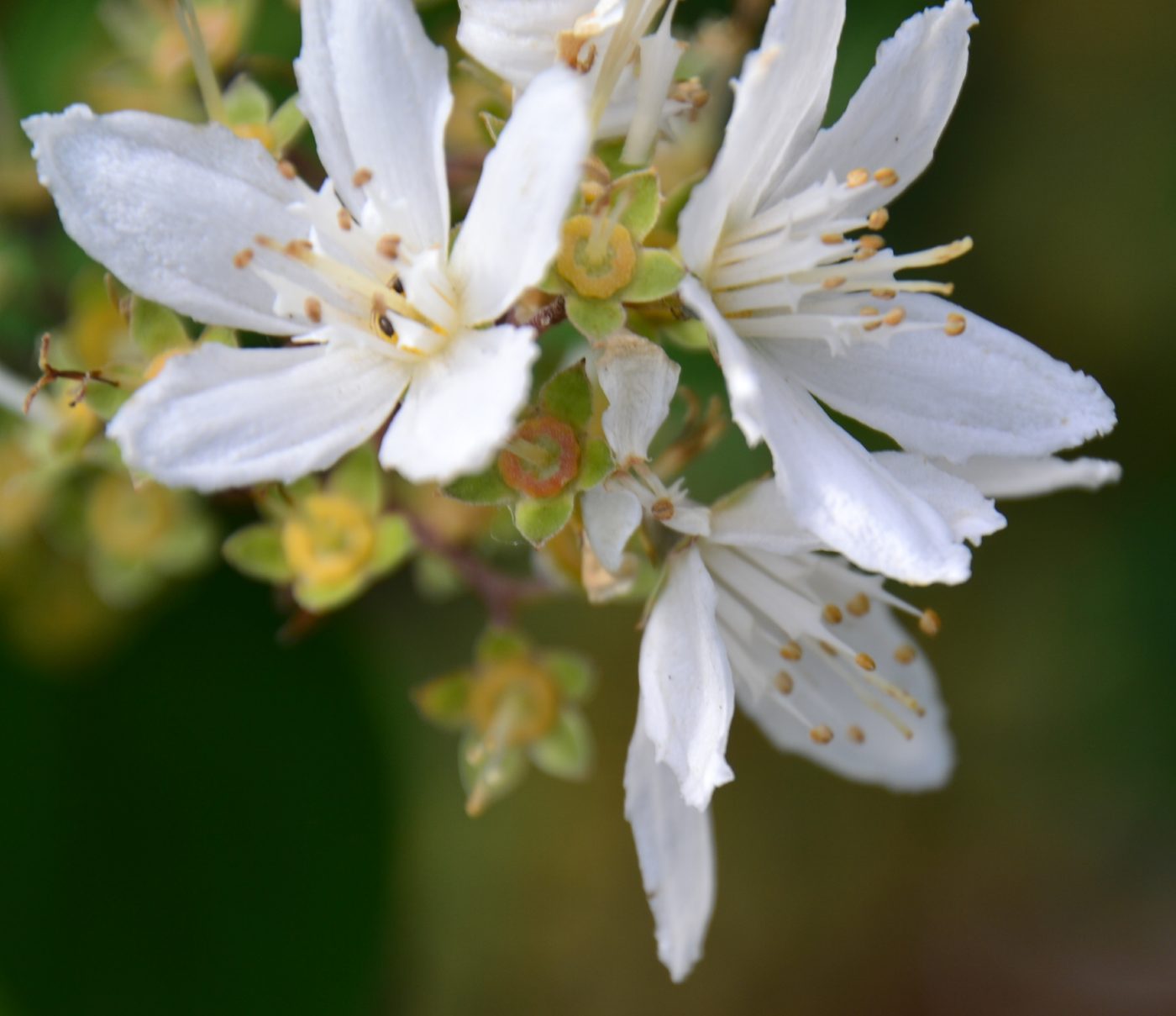 A cluster of pale, wide-petalled native flowers, close enough to Earth flora that colonists never renamed them