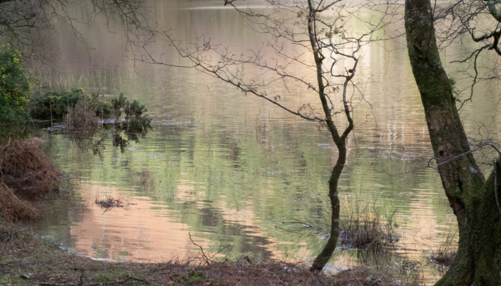 Still lowland water risen over its own bank: bare-branched trees standing in the shallows, a gorse bush in yellow flower half-drowned at the margin, and soft rose and green light lying across the whole surface.